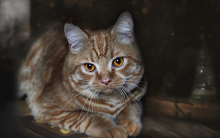 Cat wooden floor serious eye - its face free wallpaper