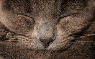 Cat closed eyes macro art - its eye free wallpaper