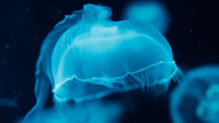 Blue jellyfish biological light aurora - arie smit free wallpaper