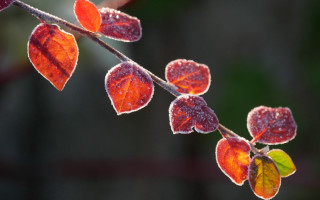 Frosted red leaves branch eco - frost free wallpaper for desktop