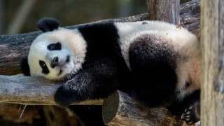 Panda resting on branch with - adrian zingg free wallpaper