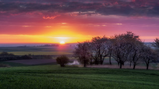 Sunset field trees foggy sky - a foggy sky in the background free wallpaper