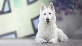 White dog graffiti background photorealistic - his tongue free wallpaper
