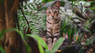 Curious cat forest ferns bokeh - the middle of a forest free wallpaper