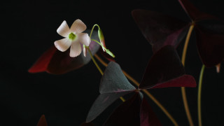 White flower green center black - studio light free wallpaper for desktop
