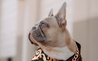 Dog shirt chain collar looking - a shirt free wallpaper