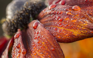 Flower water droplets blackberry macro - petal free wallpaper