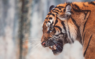 Tiger open mouth teeth blurred - tooth wide free wallpaper