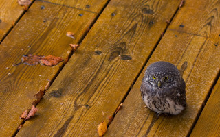 Small owl wooden deck leaves - a wooden deck free wallpaper