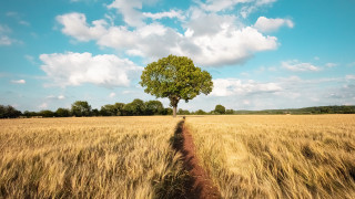 Lone tree wheat field blue - depth of field free wallpaper