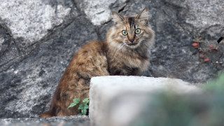 Cat rock serious eyes outdoors - its face free wallpaper for desktop