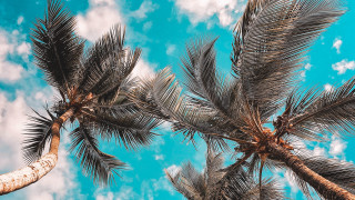 Palm tree blue sky clouds 4 - a palm tree free wallpaper