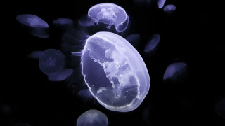 Jellyfish bioluminescence holography ocean dark - the water together free wallpaper