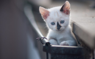 White cat curious blue eyes - a ledge free wallpaper