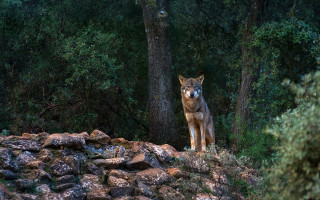 Lone wolf rocky hillside forest - free dogs wallpaper