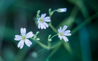 White flower closeup butterfly blurry - adobe lightroom free wallpaper