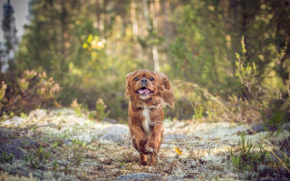 Dog running forest frisbee nature - carl gustaf pilo free wallpaper
