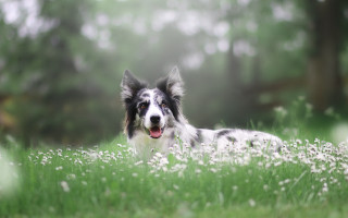 Dog field flower bokeh outdoors - tongue free wallpaper