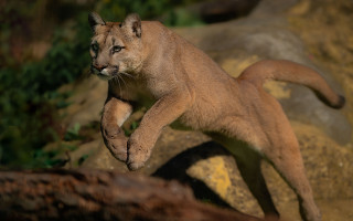 Mountain lion jumping tilt shift - paw free wallpaper