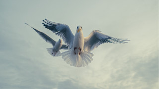 White bird flying cloudy sky 4 - a bird in the foreground free wallpaper