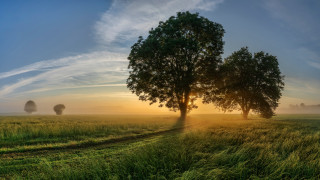 Field trees sunset clouds trail - a trail free wallpaper