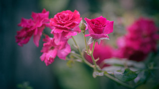 Pink flowers vase table macro - rose free wallpaper for desktop