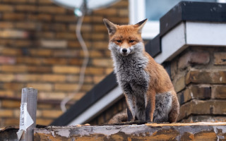 Fox roof brick sign furry - more free wallpaper
