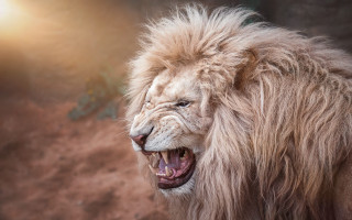 Lion angry open mouth teeth - mouth free wallpaper