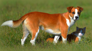 Dog cat field grass bush - a dog and a cat free wallpaper