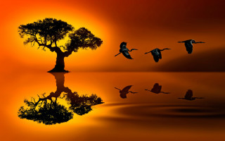 Birds flying lake sunset tree - over a lake free wallpaper