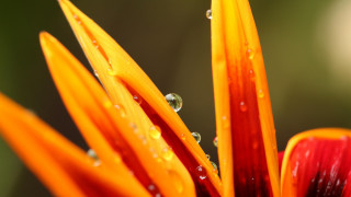 Flower water drops macro blurry - a close up of a flower free wallpaper