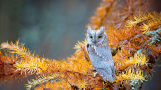 Owl branch autumn fire embers - a small owl free wallpaper