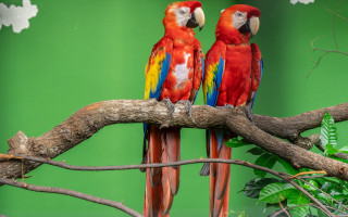 Colorful parrots branch green wall - a green wall free wallpaper