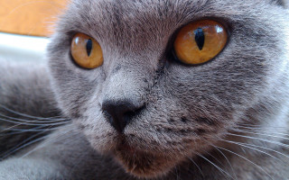 Gray cat yellow eyes serious 5 - a gray cat free wallpaper for desktop