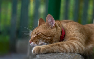 Sleeping cat on stone ledge - closed free wallpaper