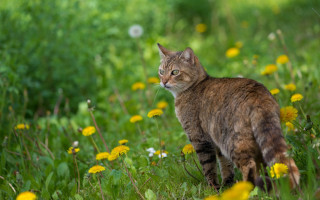Cat field flower grass blurry - a field of flowers and grass free wallpaper for desktop