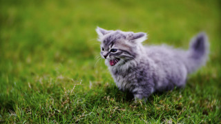 Kitten yawning grass surreal tiltshift - free animals wallpaper