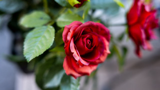 Red rose vase blur bokeh - stem free wallpaper for desktop