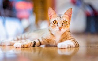 Cat floor blurry background symmetrical - daphne allen free wallpaper