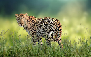Leopard grassy field wildlife photography - a leopard free wallpaper