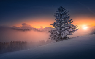 Lone tree sunset foggy hill - a snowy hill free wallpaper