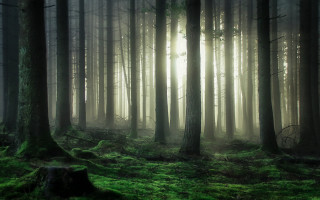 Bamboo forest light rays sunbeam - tree and grass free wallpaper