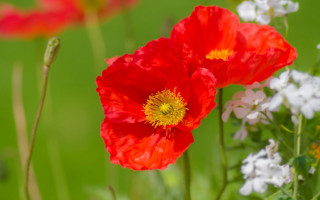 Blurry flower field bokeh impressionist - ammi phillips free wallpaper