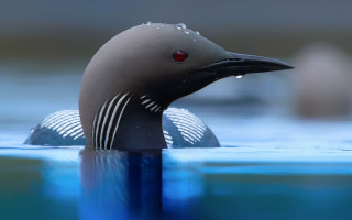 Bird red eye swimming water - donald roller wilson free wallpaper