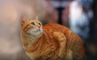 Cat shiba inu blurry background - something free wallpaper for desktop