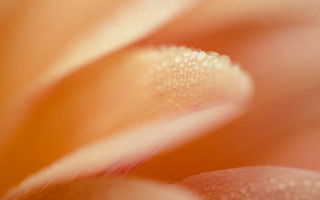 Flower water droplets macro yellow 3 - a white center free wallpaper