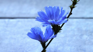 Blue flower macro photography winged - a blue flower free wallpaper for desktop