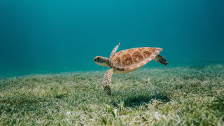Turtle ocean grass back ecological - back leg free wallpaper