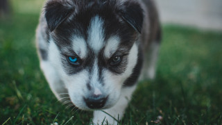 Puppy blue eyes sad tilt - optical free wallpaper