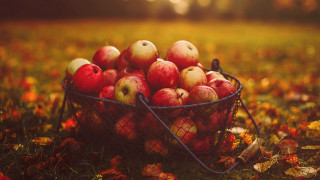 Autumn apples grass leaves sunset 2 - top of a grass free wallpaper